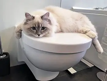 Katze mit Verstopfung liegt auf dem Toilettendeckel