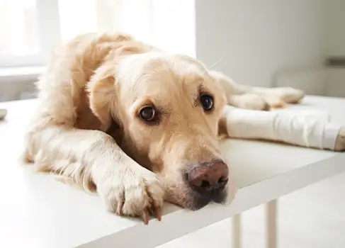 Die Hundekrankenversicherung - So behältst Du bei Tierarztkosten die Kontrolle Verletzter Hund