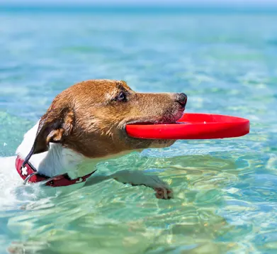 Angenehme Reise! - Urlaub mit Hund Hund schwimmt im Meer