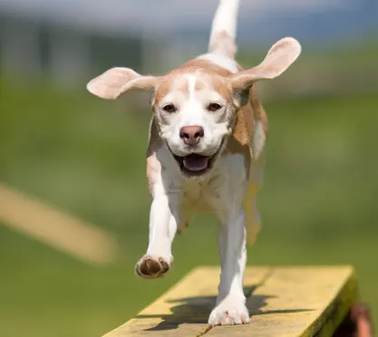 Wichtig - Kein Leistungsdruck Hund beim Training
