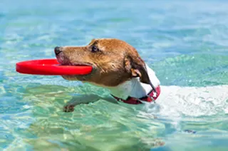 Hund im Wasser mit Frisbee
