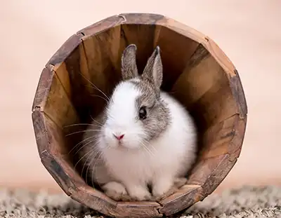 Kaninchen sitzt in einer Holzröhre