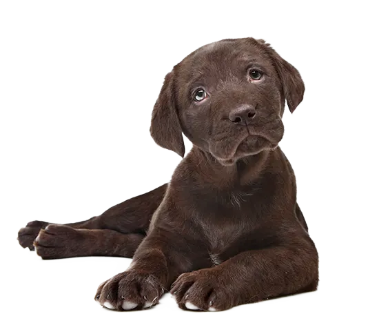 Ein brauner Labrador Welpe der liegt