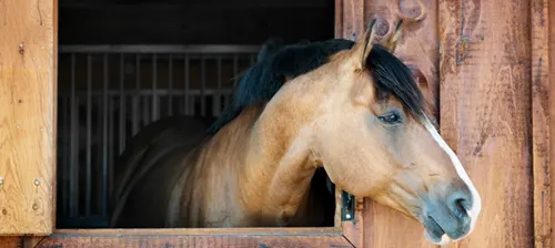 Pferd blickt neugierig aus seiner Box