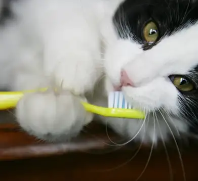 Katze kaut auf der Zahnbürste