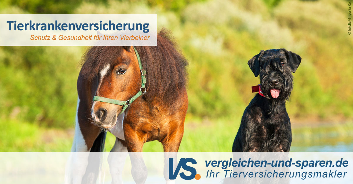 Tierkrankenversicherungen für Ihre Vierbeiner vs.