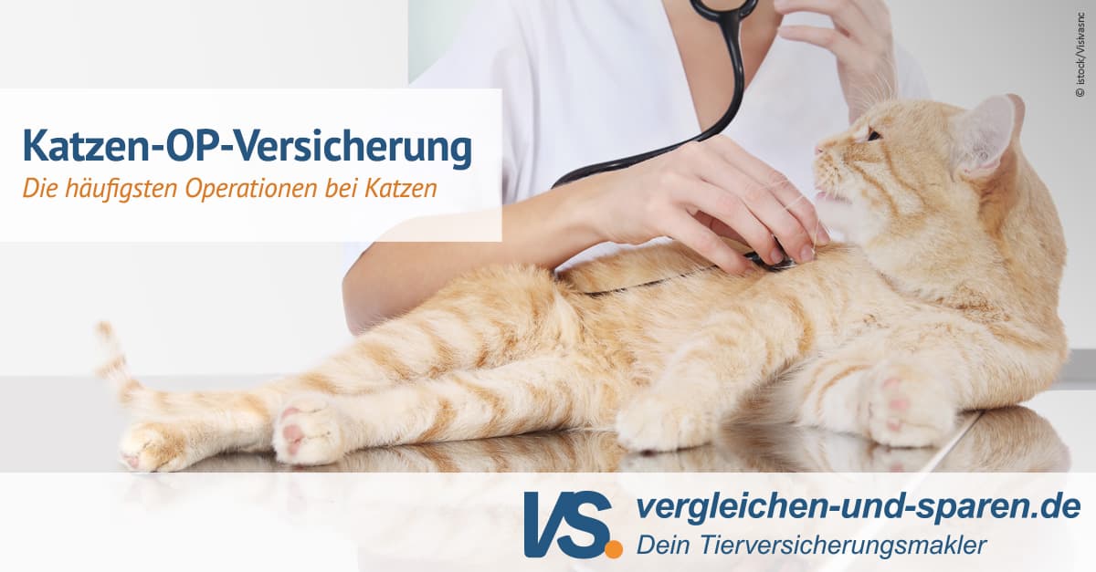 Diese Operationen sind bei Katzen am häufigsten