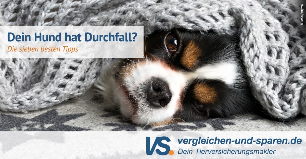 Hund hat Durchfall die besten Tipps