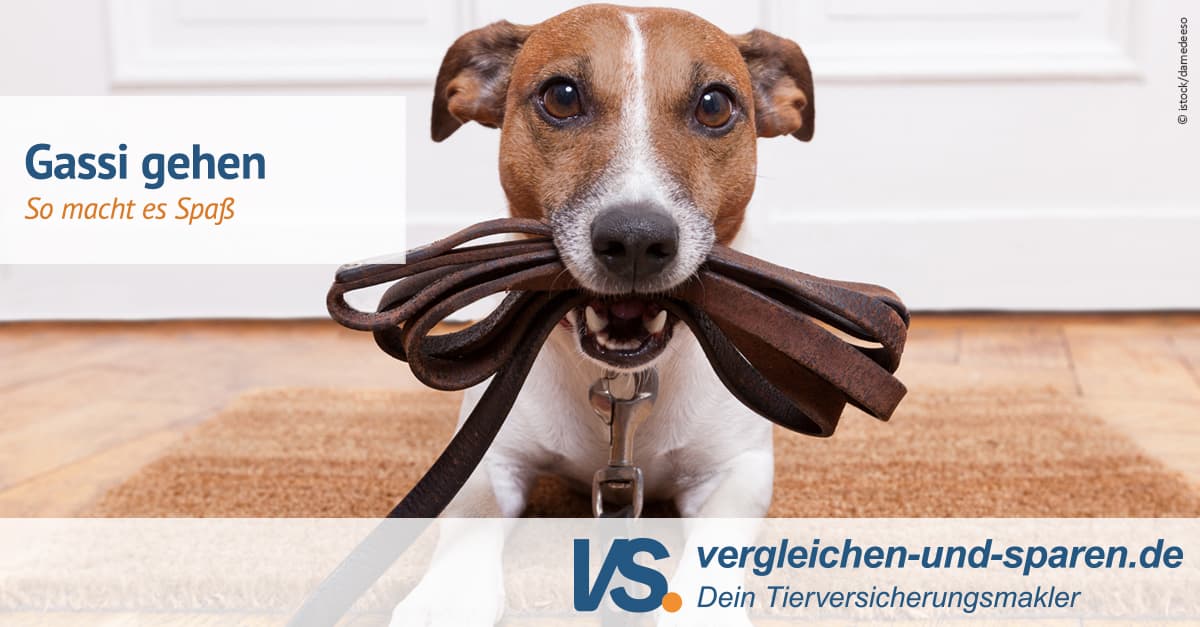 Gassigehen mit dem Hund So klappt es ohne Stress VS.