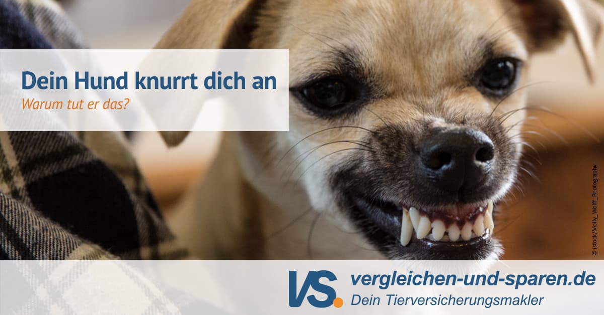 Warum Knurrt Mein Hund Mich An www.vergleichen-und-sparen.de