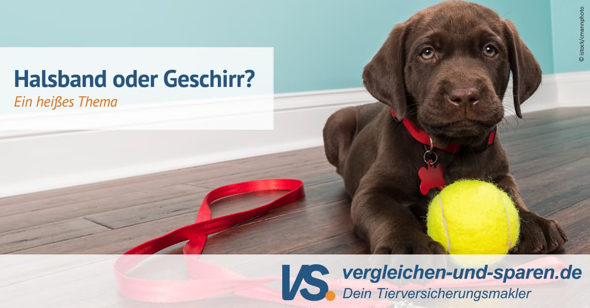 Halsband oder Geschirr? Ein heies Thema