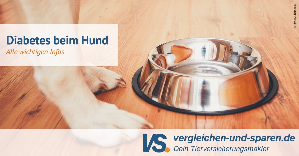 Diabetes Beim Hund Natürlich Behandeln www.vergleichen-und-sparen.de
