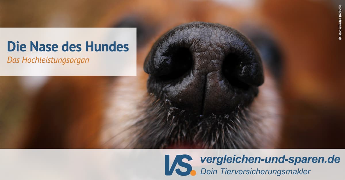 Die Nase des Hundes das