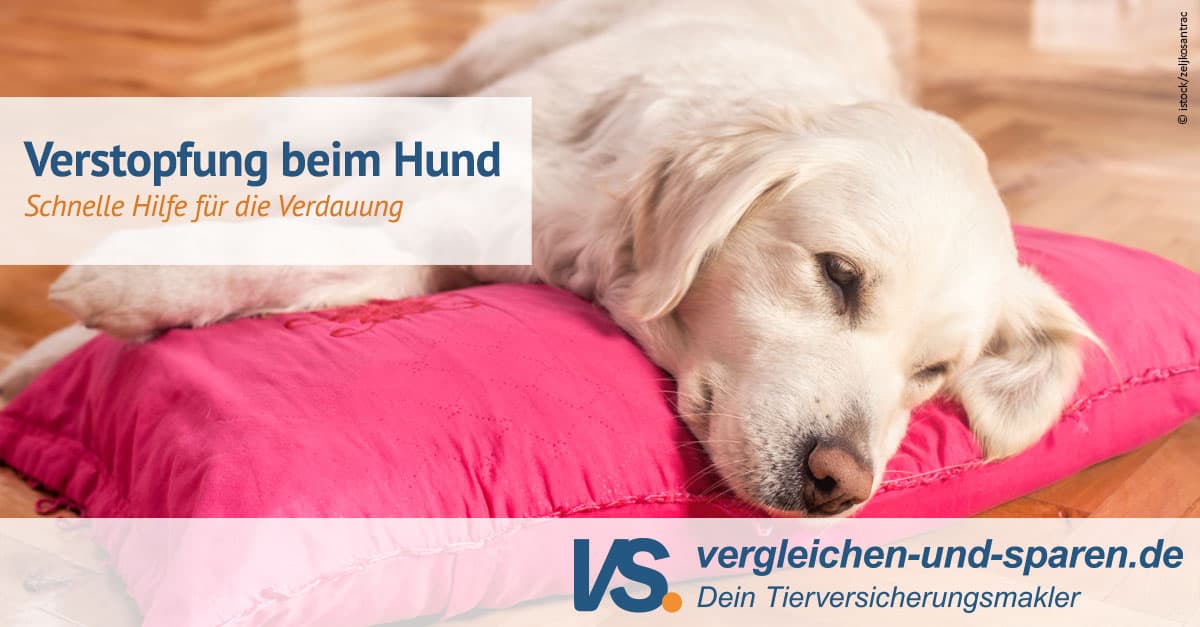 Verstopfung beim Hund - Schnelle Hilfe für Verdauung | VS.