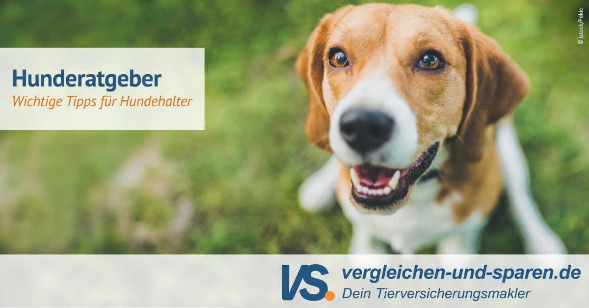 Hunderatgeber Die besten Tipps für Hundehalter VS.