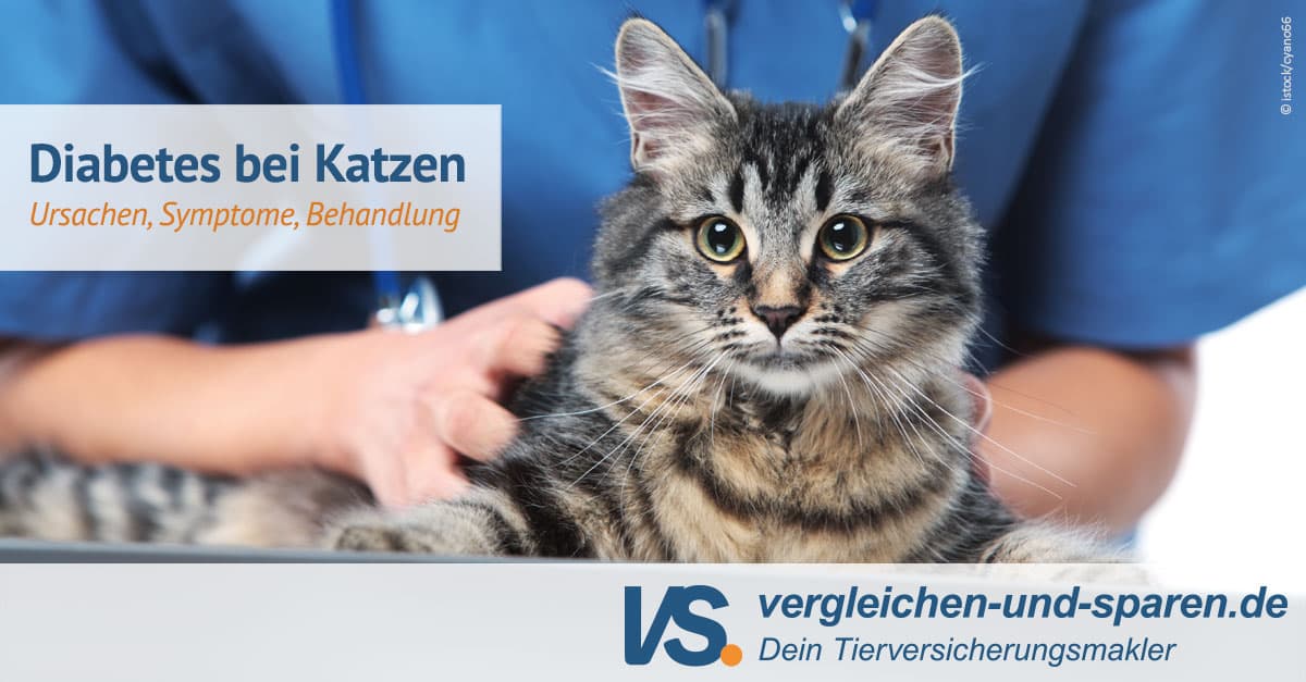 Wie äußert Sich Diabetes Bei Katzen www.vergleichen-und-sparen.de
