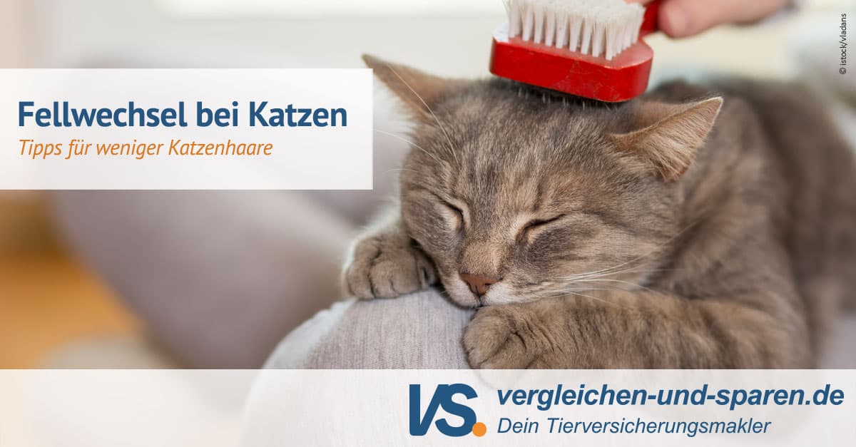 Wie Lange Dauert Es Bis Katzenhaare Nachwachsen www.vergleichen-und-sparen.de