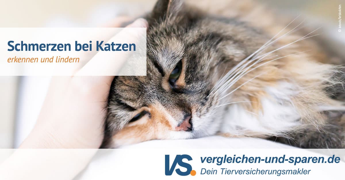 Schmerzen bei Katzen erkennen und lindern VS.