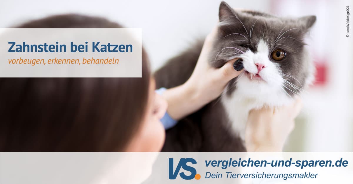 Zahnstein bei Katzen erkennen und behandeln VS.