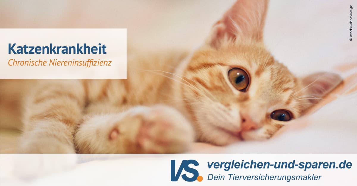Top 26+ Was Darf Eine Nierenkranke Katze Nicht Fressen Bilder