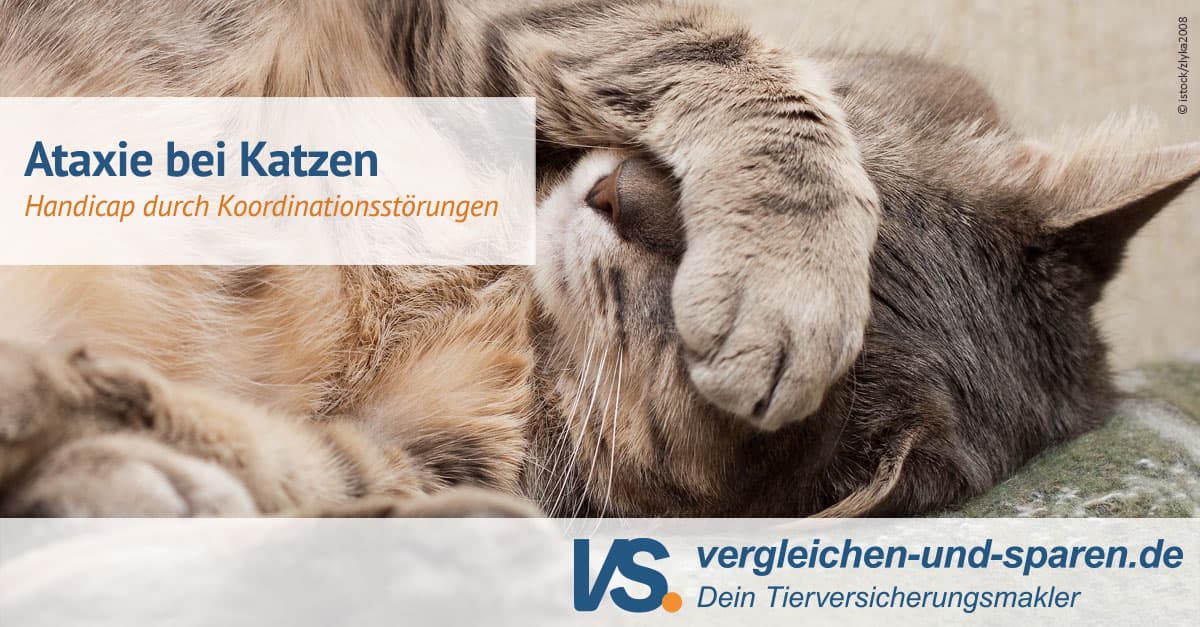Was Ist Ataxie Bei Katzen
