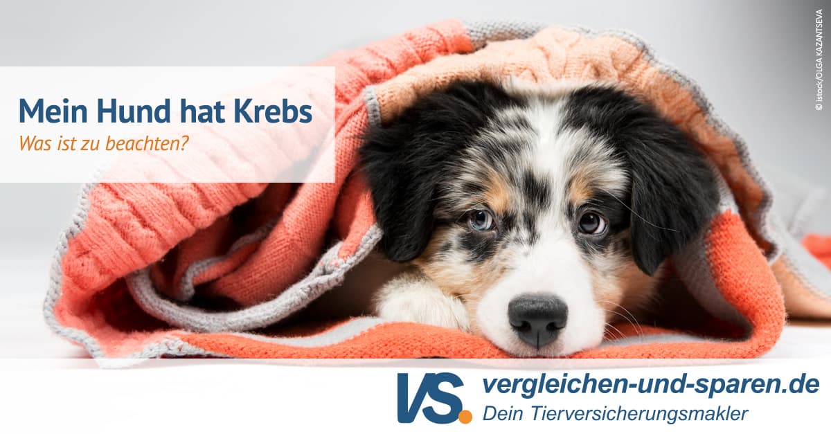 Krebs bei Hunden Symptome, Diagnose, Therapien