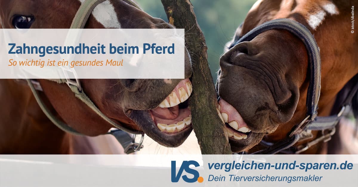 Wie Viel Zähne Hat Ein Pferd www.vergleichen-und-sparen.de
