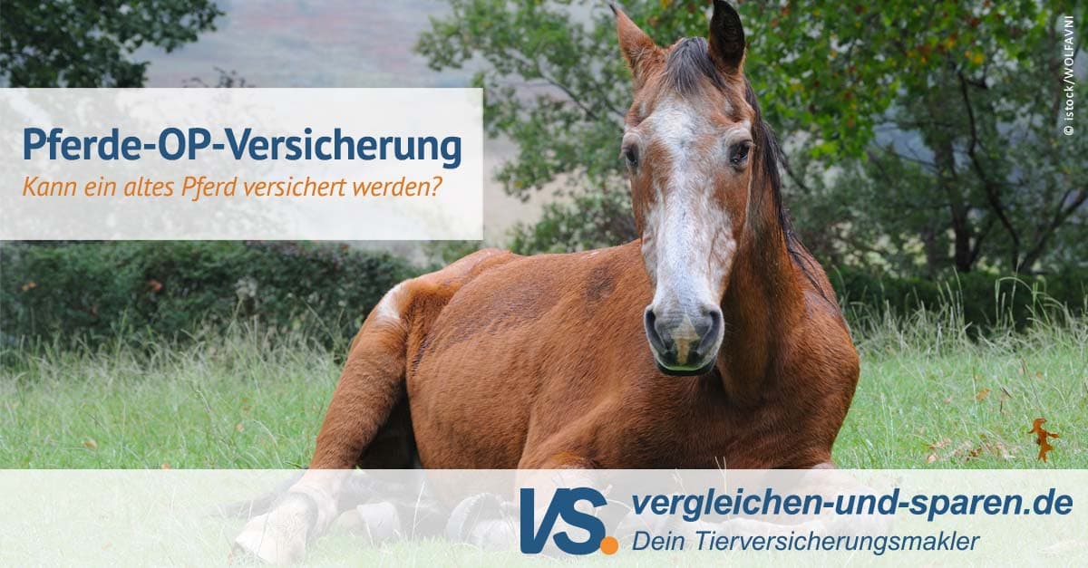 Pferde-OP-Versicherung für ältere Pferde (unbegrenzt) | VS.
