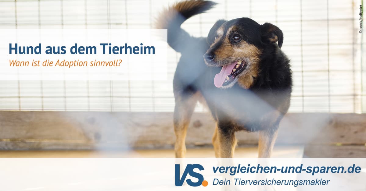 Hund aus dem Tierheim Wann ist die Adoption sinnvoll? VS.