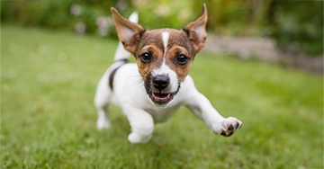 Unsere 3er-Kombi Weiß-brauner Hund auf Wiese