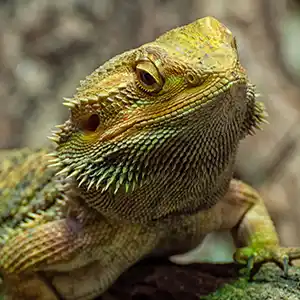 Exotenhaftpflicht für Agamen Nahaufnahme einer Bartagame