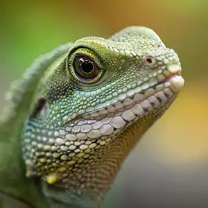 Agamen versichern mit der Exotenkrankenversicherung Kopf einer Wasseragame