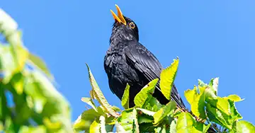 Amselmännchen sitzt im Baum und singt
