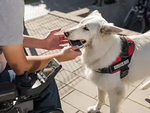 Assistenzhund übergibt das Handy
