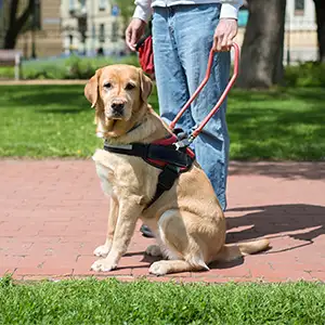 Assistenzhund im Park an der Leine