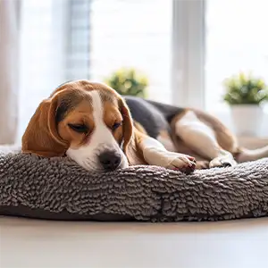 Babesiose beim Hund Kranker Hund liegt in seinem Körbchen