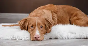 ein Hund liegt auf einem Felltepich