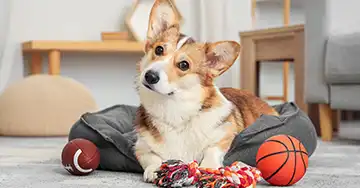 ein Corgi liegt in seinem Bett, umgeben von einigen Spielzeugen