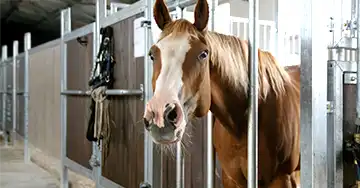 ein braunes Pferd schaut neugierig aus seiner Box in Richtung der Kamera