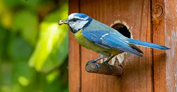 Blaumeise sitzt vor dem Eingang des Nistkastens