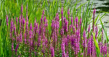 Blut-Weiderich