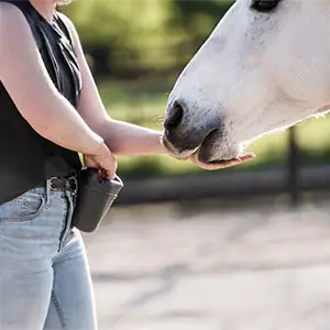 Clickertraining mit dem Pferd Pferd wird belohnt mit Leckerchen