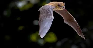 Ein Herz für Flattermänner im eigenen Garten Fledermaus bei Nacht