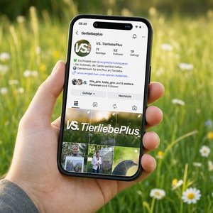 In 3 Schritten zum Tierschutz-Helden Nahaufnahme eines Handys mit geöffnetem Instagram-Acount von TierliebePlus