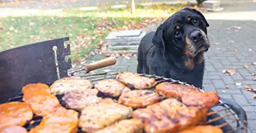 Hund steht hinter dem befüllten Grill
