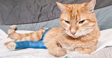 Katzenseuche Katze liegt mit verbundener Pfote auf der Couch