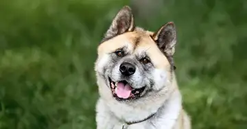 Kibo: Unser Patenhund Porträt unseres Patenhund Kibo