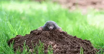 Richtiger Umgang mit Maulwürfen Maulwurf in seinem Hügel auf dem Rasen