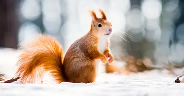 Eichhörnchen sitzt im Schnee