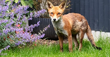 Der Fuchs in der Nachbarschaft Fuchs im Garten vor dem Blumenkübel